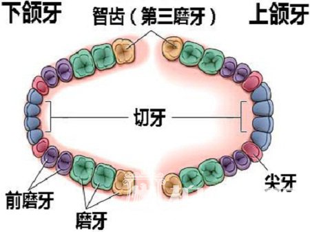 【有问必答】哪些智齿拔掉可以瘦脸